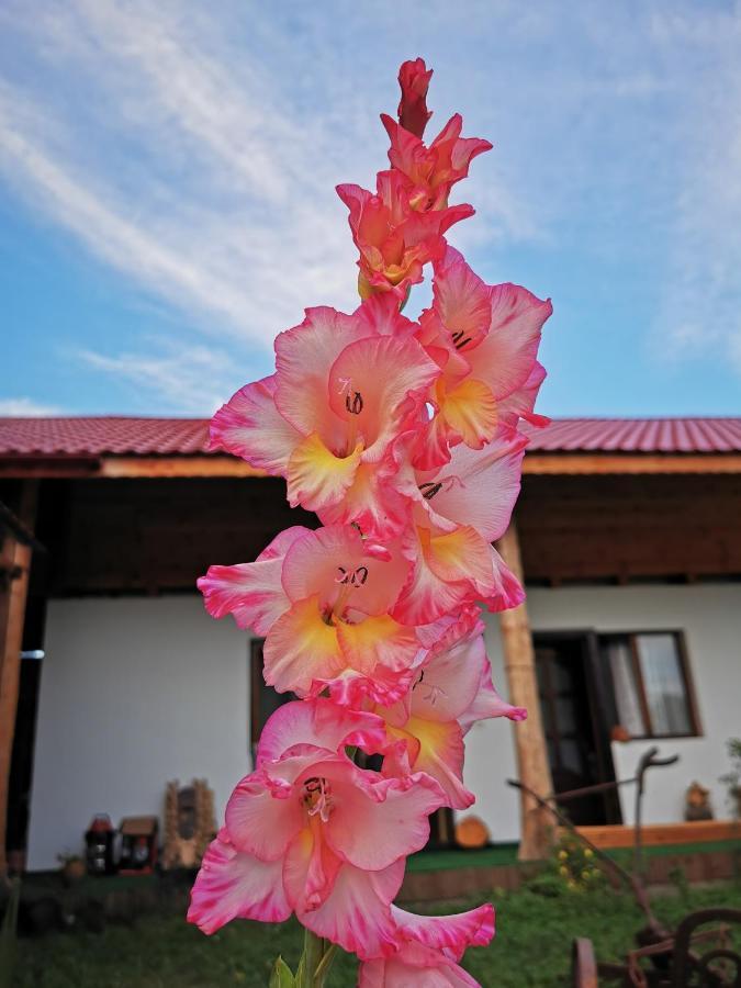 Jugul Taranului Agropensiune Polovragi, Gorj Villa Exterior photo